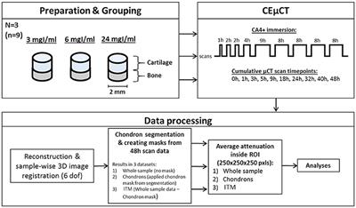Micro-Scale Distribution of CA4+ in Ex vivo Human Articular Cartilage Detected with Contrast-Enhanced Micro-Computed Tomography Imaging